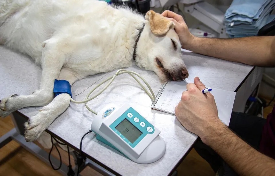 Vetitude's tweet photo. #Fregis : L’immense hôpital vétérinaire d’Arcueil va bientôt déménager à Paris
https://t.co/wJfQJNtIZG https://t.co/IreLedfxbH
