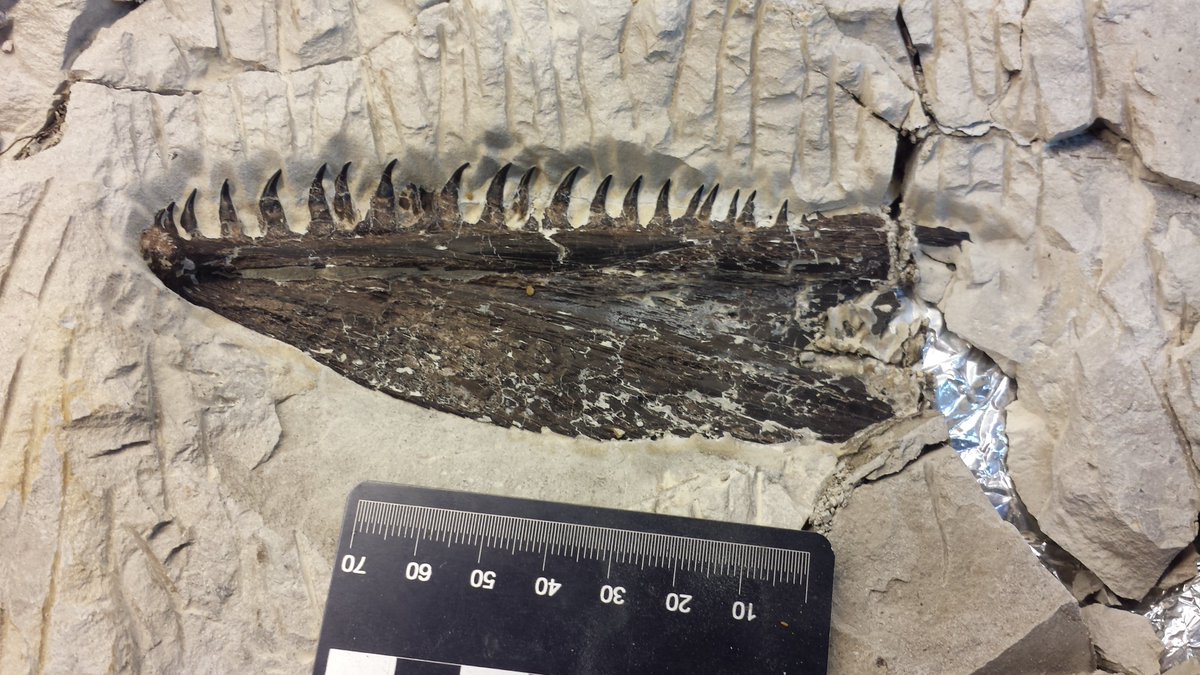 Triebold Paleontology Inc tweet media