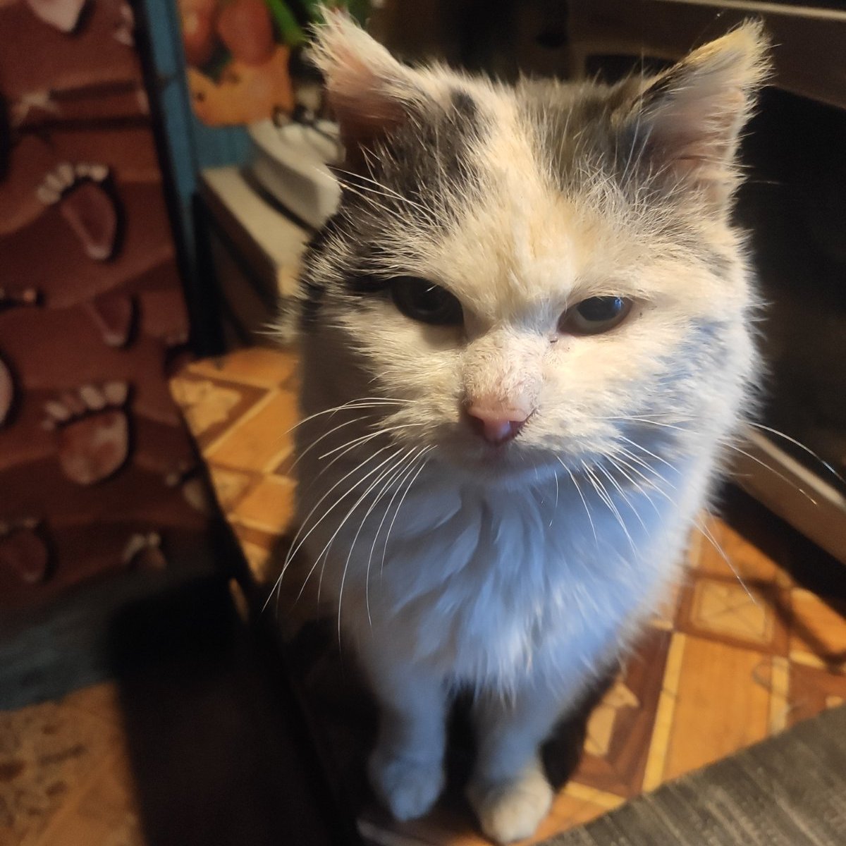 Кот Шурик из Беловежской пущи и его большая семья tweet media