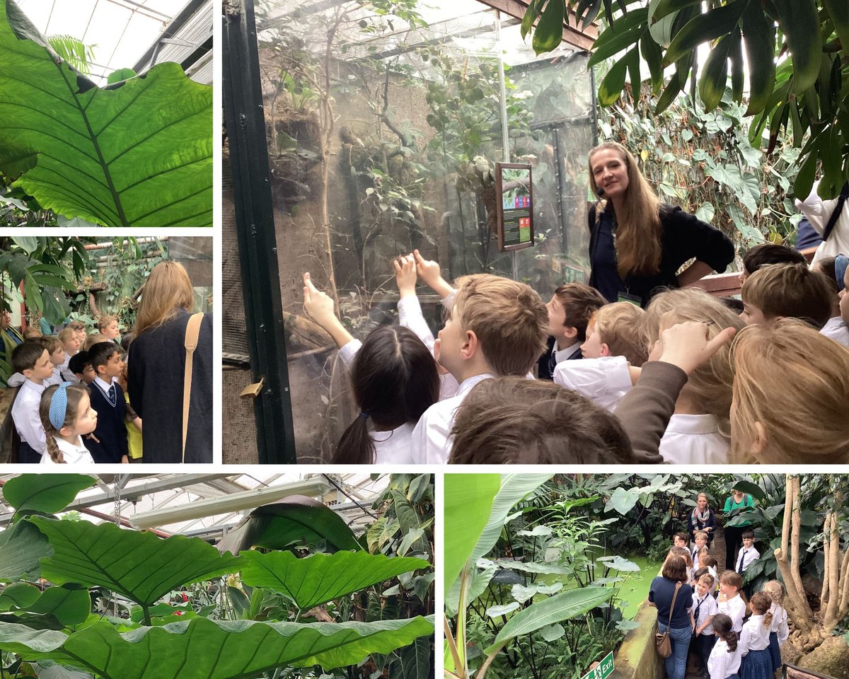 Feltonfleet's tweet photo. Year 3 were transported to the sights, sounds and smells of a lush tropical rainforest yesterday when they visited @livrainforest. They enjoyed an immersive tour, discovering over 850 types of plants and animals, including rare and endangered species. @The_IPC #rainforesttopic https://t.co/yEn3MgI6jk