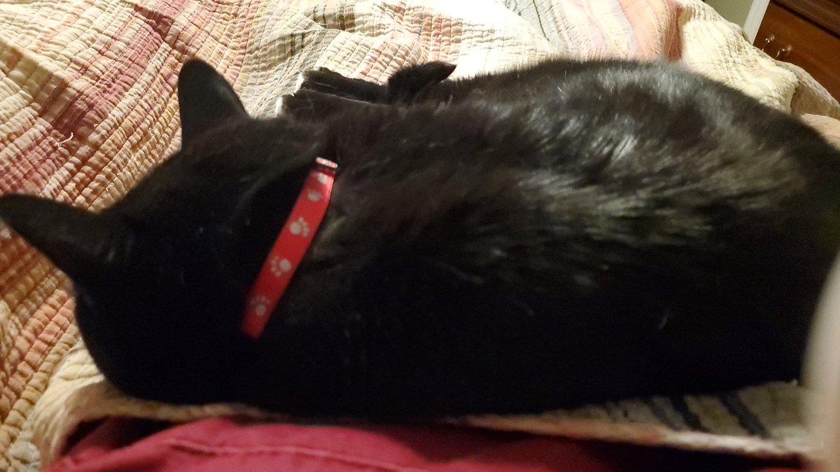 EditsByKnight's tweet image. *sigh*

Here we are again

#CatsOfTwitter #voidkitty #morningmotivation (see: lack thereof)