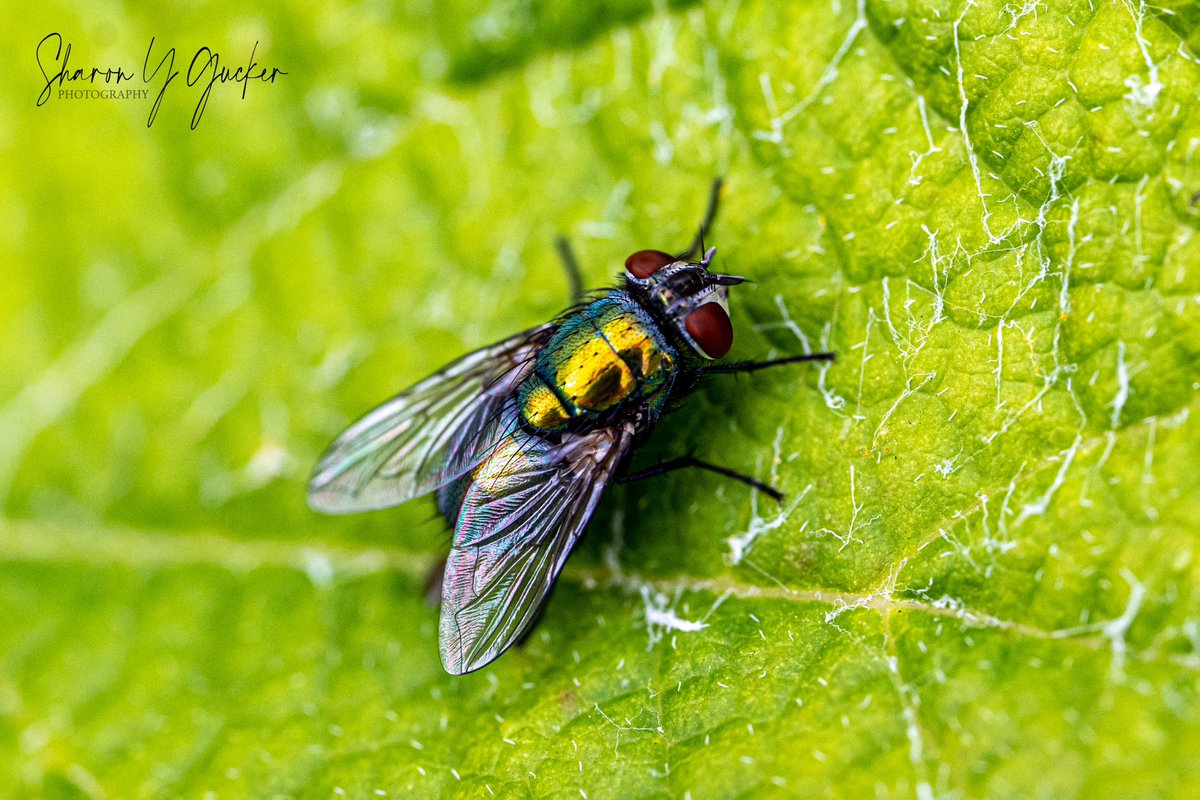 Happy insect Thursday!
#insects #insectphotography #insectthursday #fly #insectlife #bugs #buglife #macrophotography #macroinsect #nature #wildlife #macromood #HappyThursday #TwitterNatureCommunity #Nikon #nikonphotography #nikoncreators #photography #ThePhotoHour #MacroHour