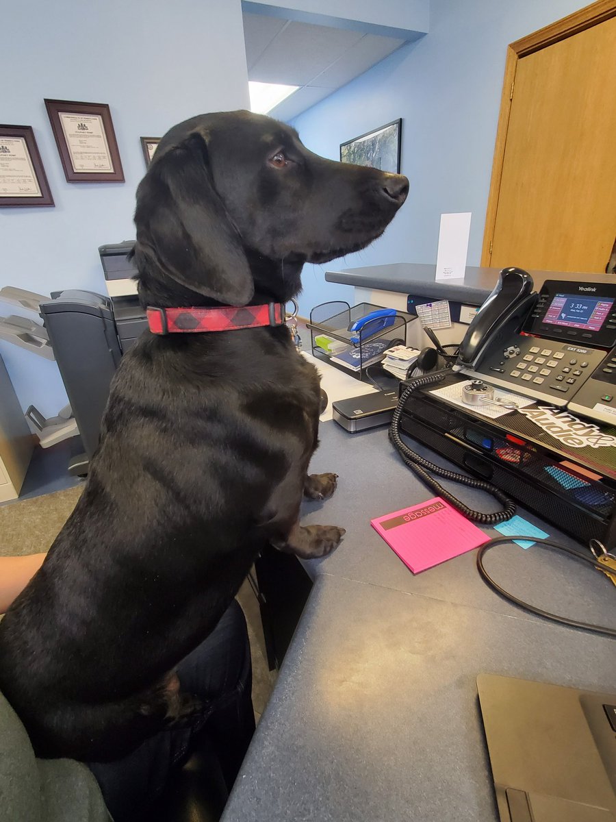 We are hiring for a front desk receptionist.  Remy wanted to try out the position.  Lookin’ good Remy!!   Targetedpettreats.com