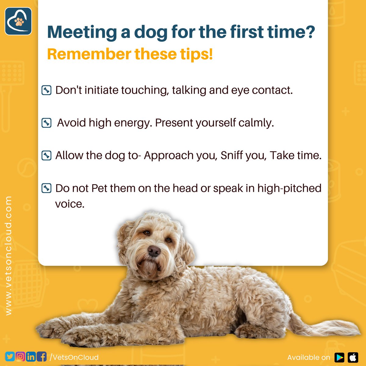 VetsOnCloud's tweet photo. Meeting a dog for the first time? It's normal for your new dog to be wary of you – especially if he’s never met a human before. Remember these tips to make your experience positive. 
#vetsoncloud #petcare #petsofindia #petparentingtips #petparents #dogparents #dogtips #doggiefact https://t.co/huALudkvd6
