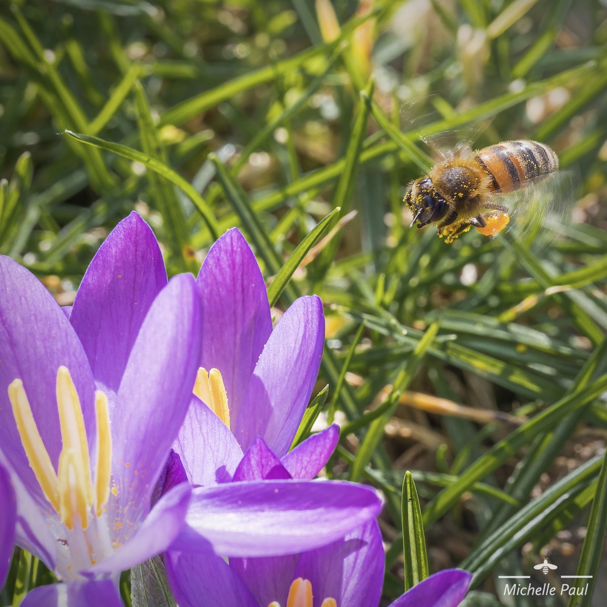 Incoming! 🐝 

#bee #crocus #flower #spring #beesoftwitter #SpringIsInTheAir #pollen #insect #insects #cute #honeybee #nature #naturelover #NaturePhotograhpy #macro