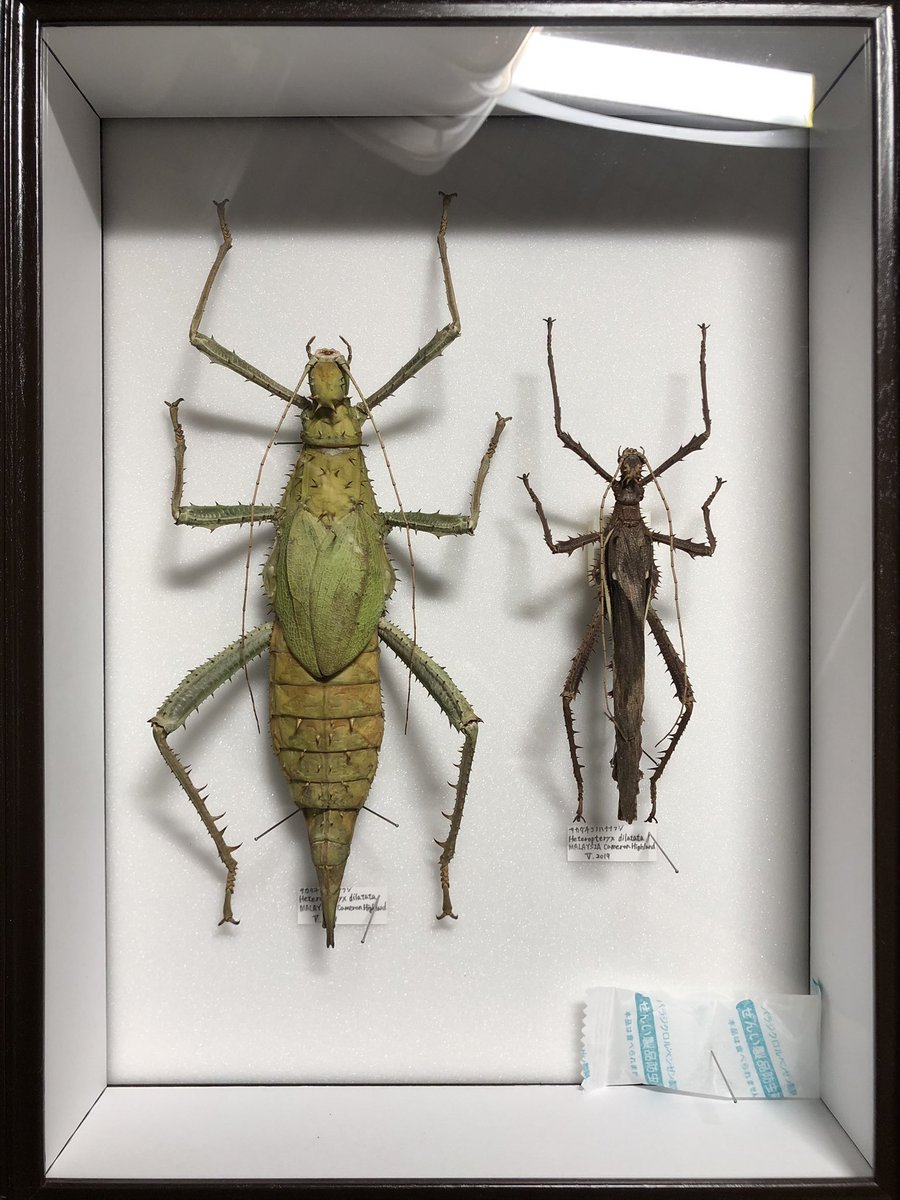 半年前まではほとんど自己採集の昆虫しか標本持っていなかったのですが