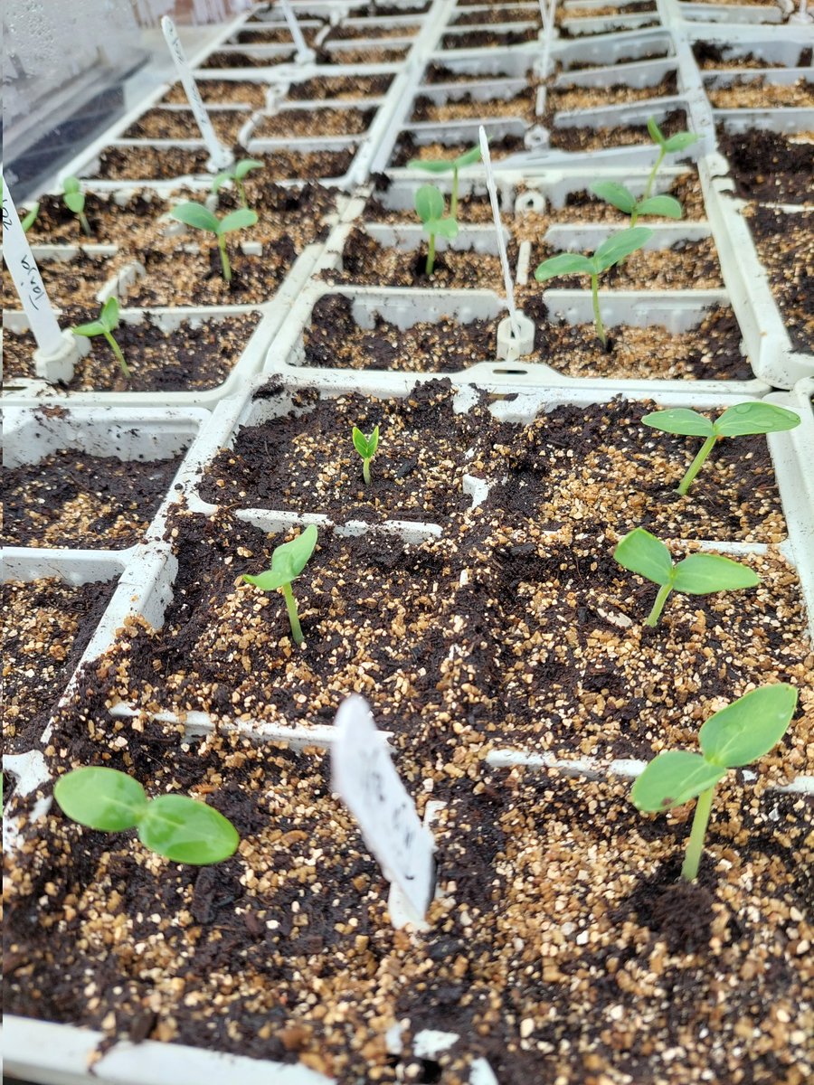 GardenerGareth's tweet image. 3 day old Tanja Cucumbers flying along...

#SmallScaleFarming #GIY #GrowYourOwn #Donegal