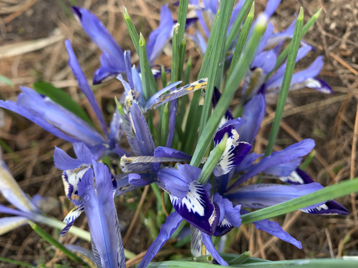 BotGartenHH's tweet photo. Frühlingserwachen im Botanischen Garten
#wasblüht #botanischergartenhamburg #lokischmidtgarten #Schneeglöckchen #krokus #zwergiris #pflanzenhighlights
Fotos: BGHH/ Angela Jahns https://t.co/e09Iet1tWh