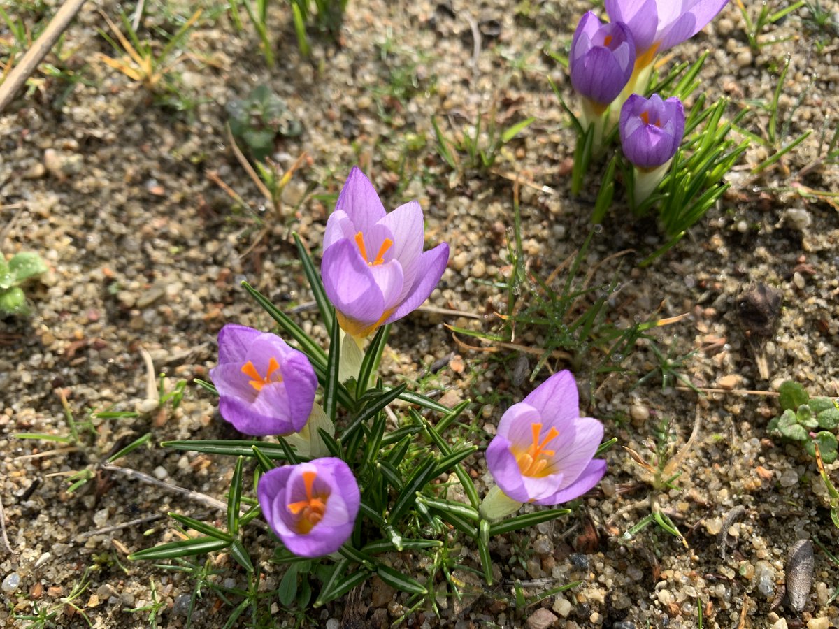 BotGartenHH's tweet photo. Frühlingserwachen im Botanischen Garten
#wasblüht #botanischergartenhamburg #lokischmidtgarten #Schneeglöckchen #krokus #zwergiris #pflanzenhighlights
Fotos: BGHH/ Angela Jahns https://t.co/e09Iet1tWh