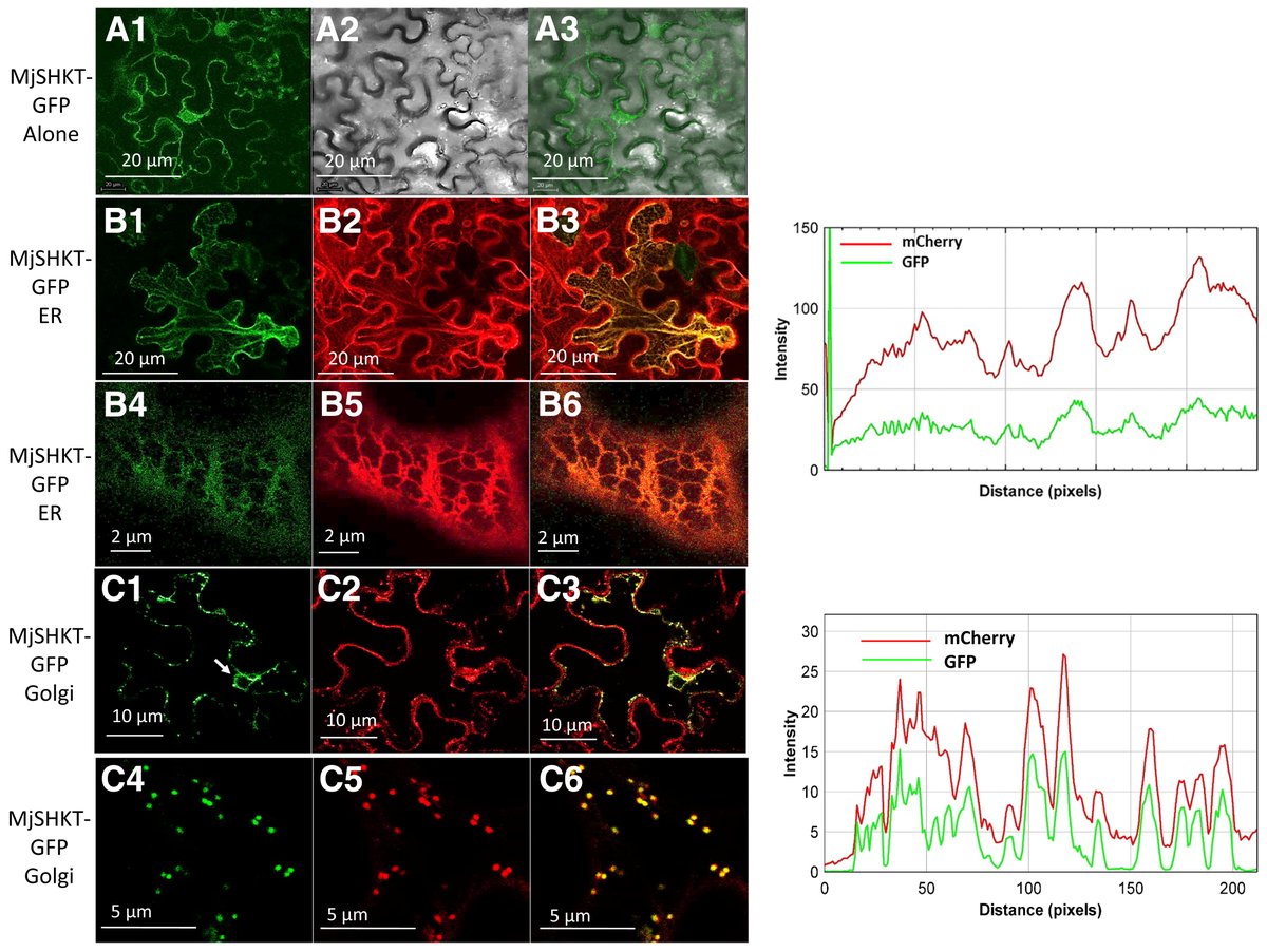 MPMIjournal's tweet photo. In a new Editor's Pick, Anil Kumar et al. investigated two novel candidate effectors from the #Meloidogyne root-knot nematodes for their roles in regulating plant disease development.

Learn what they found: https://t.co/2M9SuwSEEM

@volcanicenter1 @VolcaniCenter @HUJIAgri
#RKNs https://t.co/ifJqETjWty