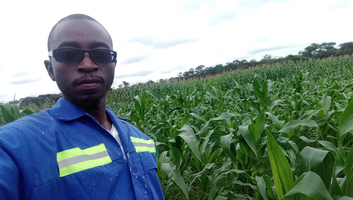 GAgrifarming's tweet photo. Life on a farm is a school of patience; you can't hurry the crops or make an ox in two days! https://t.co/hxK4TuL0JV