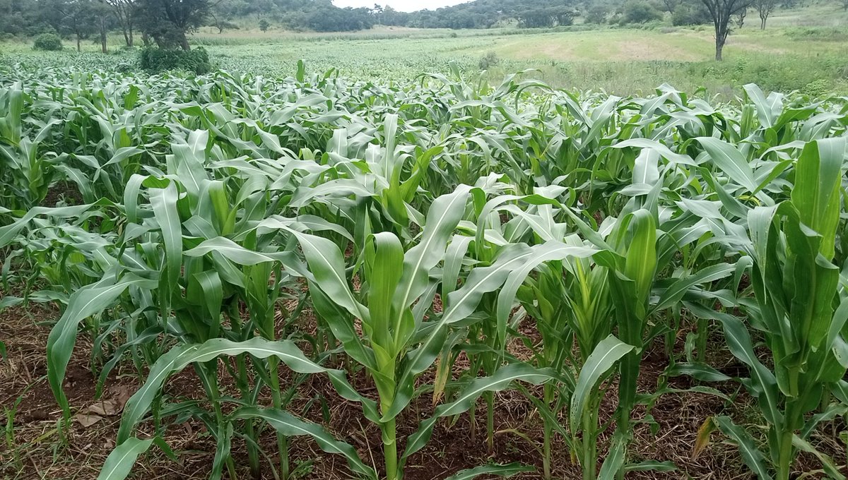 GAgrifarming's tweet photo. Life on a farm is a school of patience; you can't hurry the crops or make an ox in two days! https://t.co/hxK4TuL0JV
