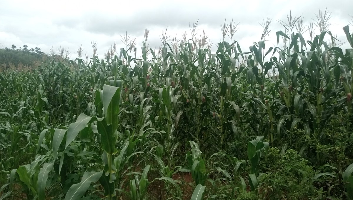 GAgrifarming's tweet photo. Life on a farm is a school of patience; you can't hurry the crops or make an ox in two days! https://t.co/hxK4TuL0JV
