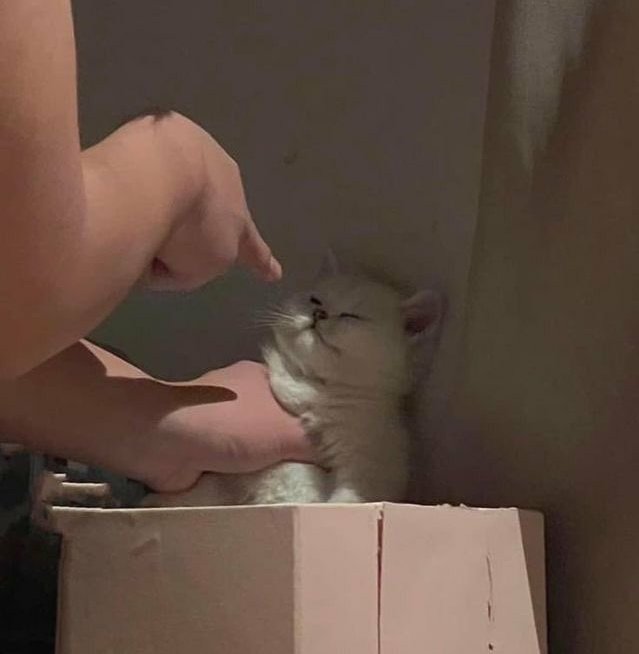 Clouds_1405's tweet image. No killing!😾 #ghostmaker #ghostbat