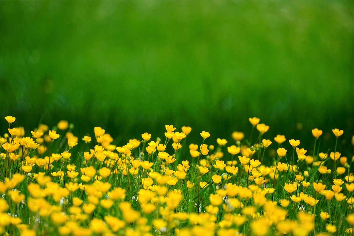 GreenEmerging's tweet image. Buttercups. It's beautiful, and best left untouched...
-
-
-
#buttercups #meadow #flower #field #yellow #nature #Ranunculus #plant #outdoor #motherearth #flowers #morning #spring #usa #america #unitedstates #emerginggreen
