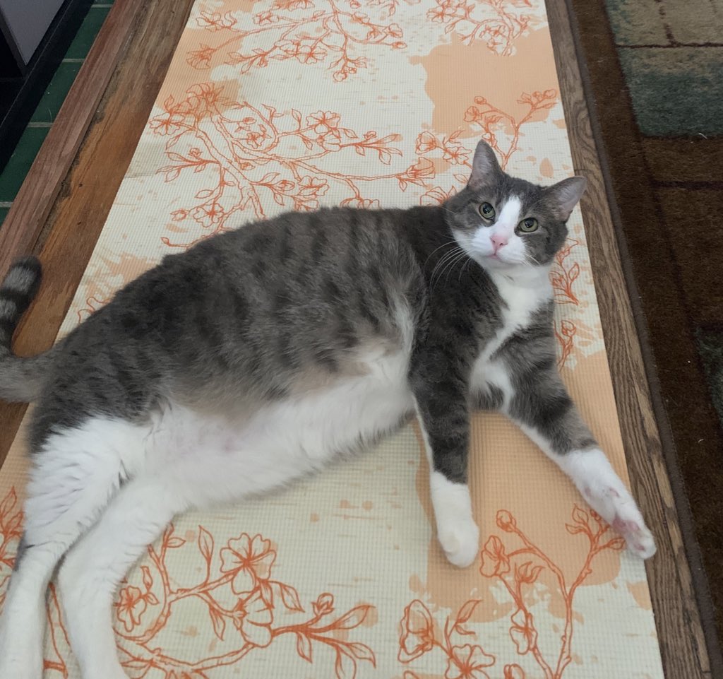JaredBoon's tweet photo. @tequilasluut Lol I did the same after adopting Lupin &amp; he got up to 23lbs 🤣 https://t.co/DDuL6KJn2W