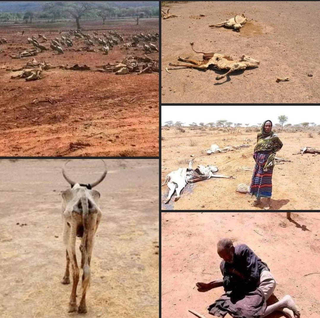 It's heartbreaking to see the people of Borana dying of hunger, with no one to care for them. Everyone, please come forward to help these people! #Borana #Ethiopia #HungerCrisis