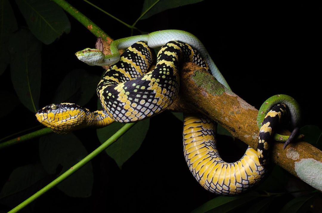 Passado o feriadão, voltaremos devagar com as atividades por aqui.
.
E, como existe muito amor no carnaval, fiquem com esse belo registro de Víboras-do-templo se "amando"❣️
🐍💚🐍
.
🐍 <Tropidolaemus wagleri>
📷 Kenneth Chin (ig: kenchinphoto)