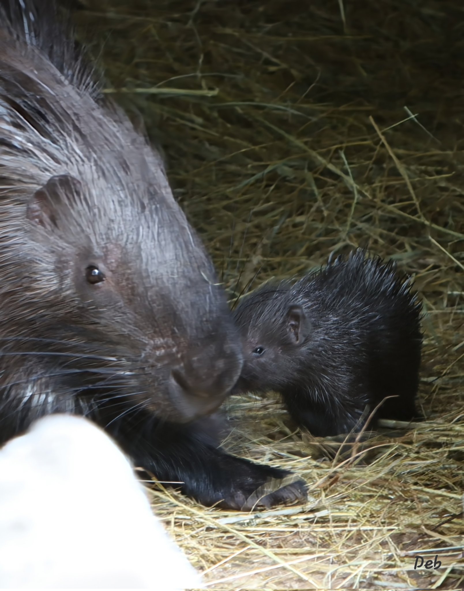 Science girl on Twitter "Baby porcupines are born with soft quills to