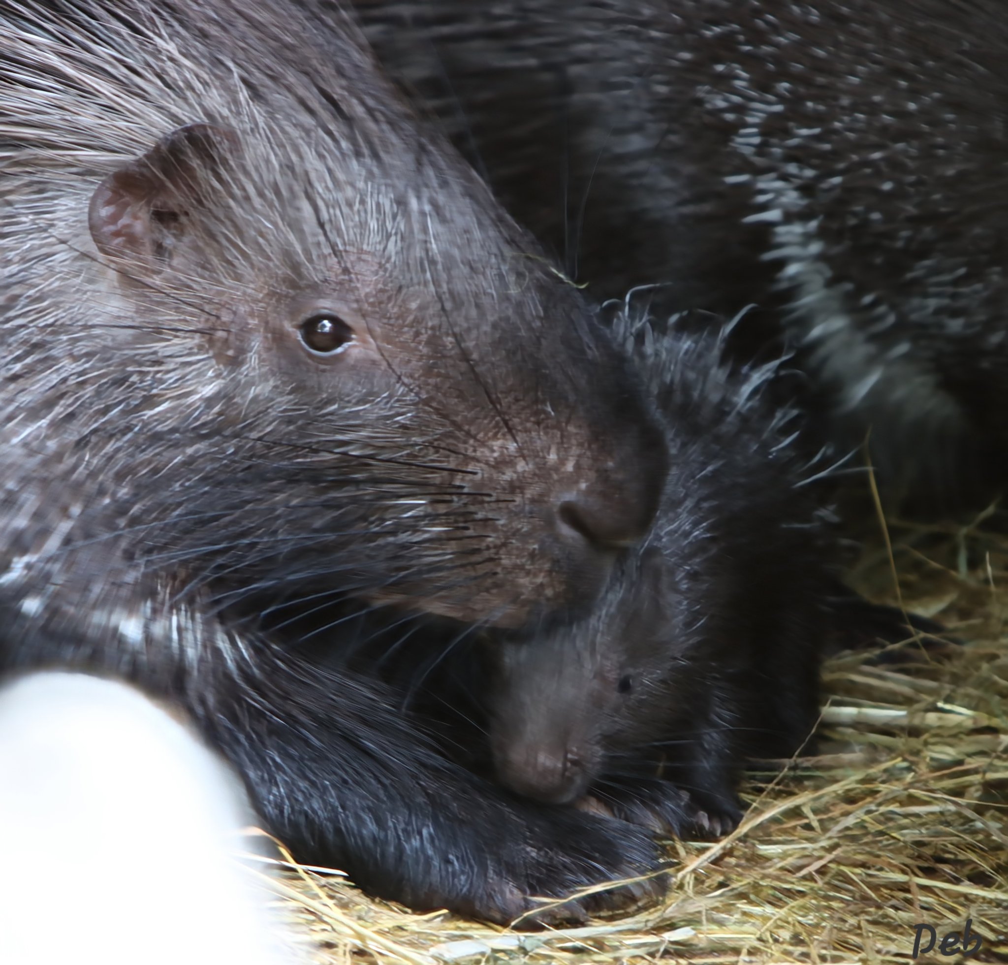 Science girl on Twitter "Baby porcupines are born with soft quills to protect the mother during