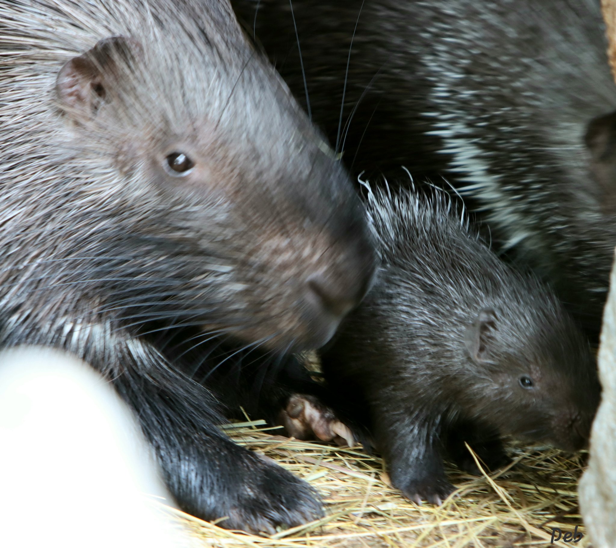 Science girl on Twitter "Baby porcupines are born with soft quills to protect the mother during