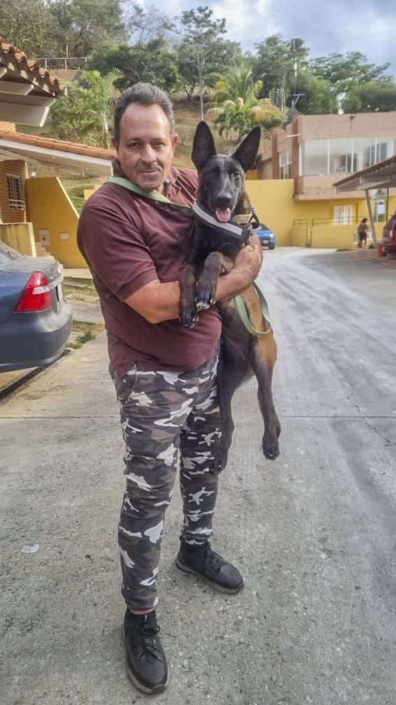 vodkcan's tweet photo. Bienvenida Xica de la raza pastor malinois a su adiestramiento básico 🐶

#PastorMalinois  #AdiestramientoCanino  #EducaciónCanina  #ObedienciaCanina #VodkcanEscuelaCanina #Vodkcan #EscuelaCanina #PerroEducado  #MascotaEducada  #MascotaFeliz https://t.co/MjYsRQEutQ