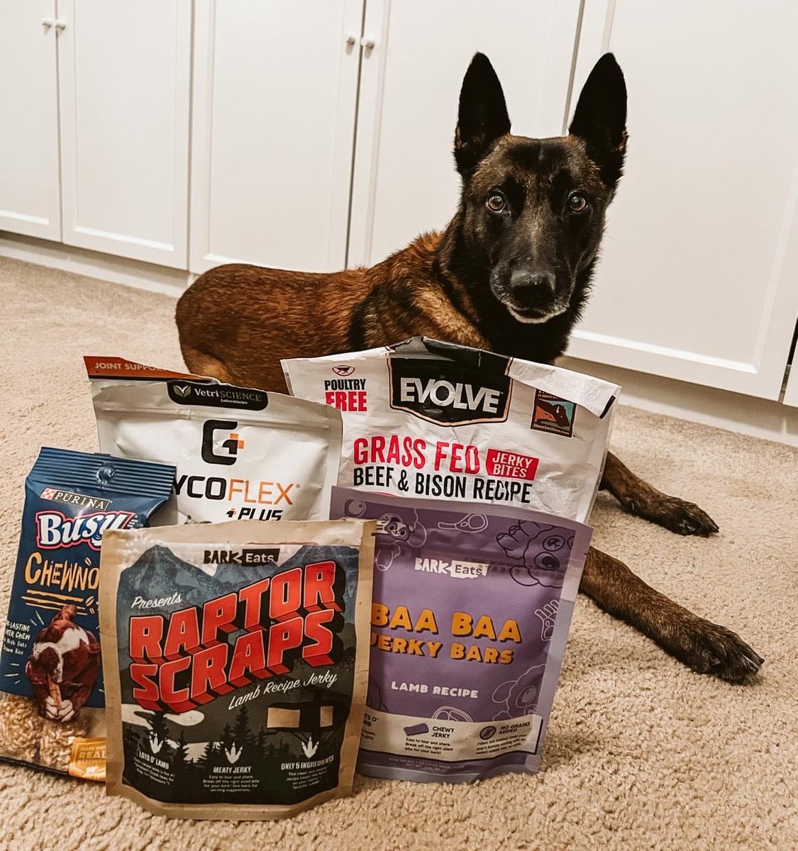 BentonPoliceAR's tweet photo. Today is #NationalDogBiscuitDay. No further explanation neededโฆ๐
#BNPD #K9Sam #NomNomNom #K9Life #HealthyTreats #Earned https://t.co/UazBFBHNMH