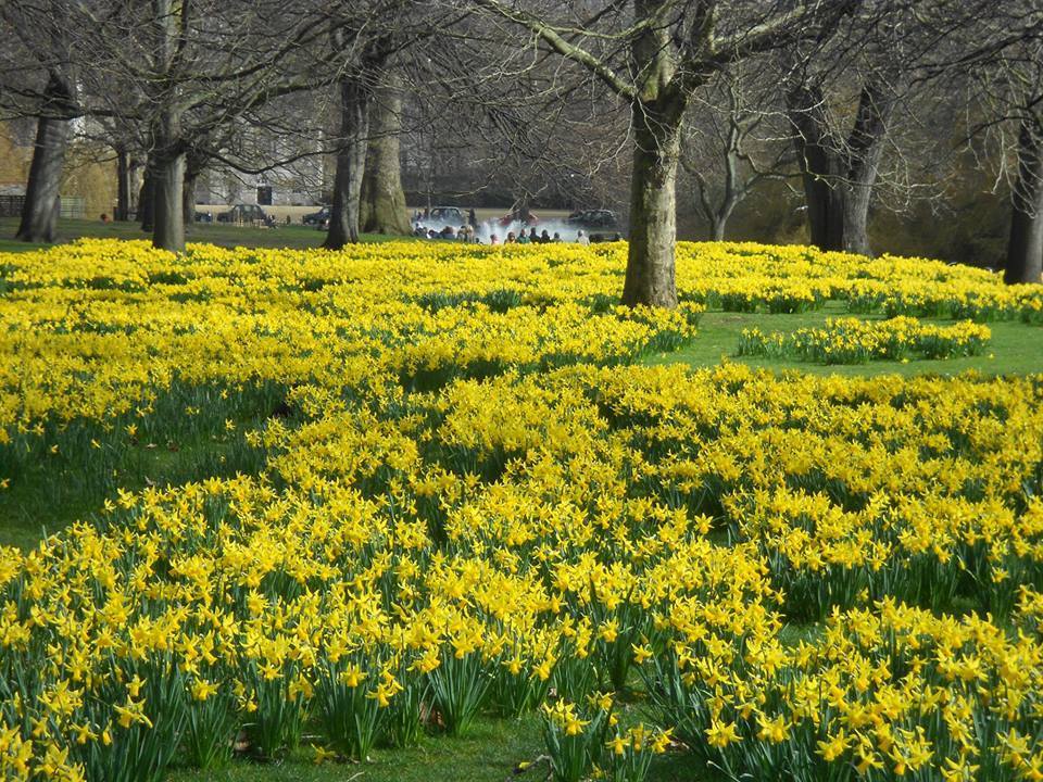 crawley_mick's tweet photo. St James's Park in London.   The Narcissus 'February Gold' are now fully open and in perfect condition (below). N. 'Golden Harvest' is on its way, and N. Tete a Tete is just breaking bud. https://t.co/dTy1XyIdQP