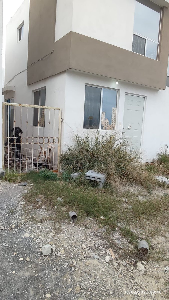 ❤️🏡Estas belleza están en busca de un hogar, son los perritos que fueron rescatados en Juárez. ( 🐶color claro hembra🐶color café con manchas, macho. 
🙏🏻Por favor me ayudan ♻️<a href="/JudithMedrano/">Judith Medrano</a> <a href="/marcela_hdzm/">Marcela Hernández</a> <a href="/PerroContento/">PerroContento.com</a> <a href="/mascotamx/">Adopta una mascota</a>