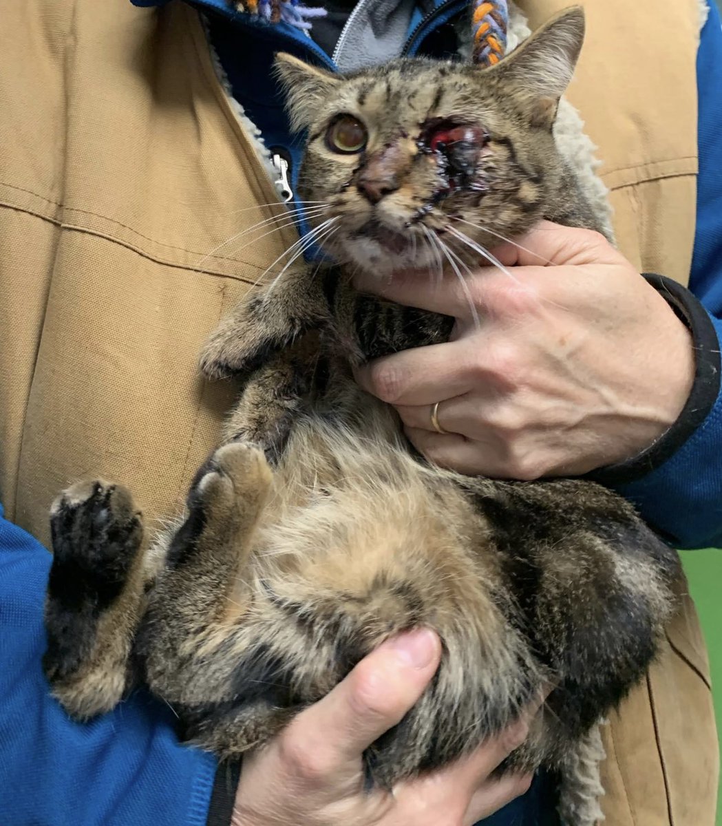 ernestigyjr's tweet photo. TW: SENSITIVE IMAGE! STOP ANIMAL CRUELTY! THEY HAVE FEELINGS TOO! 📣📣

PLEASE read and do not ignore! I only have 14hrs left to save my cat's eye. He needs surgery ASAP. My cat named Kimura was hit by a hard object on his eye by a stranger and left my cat crying and on the verge https://t.co/7zEHuXa3mM