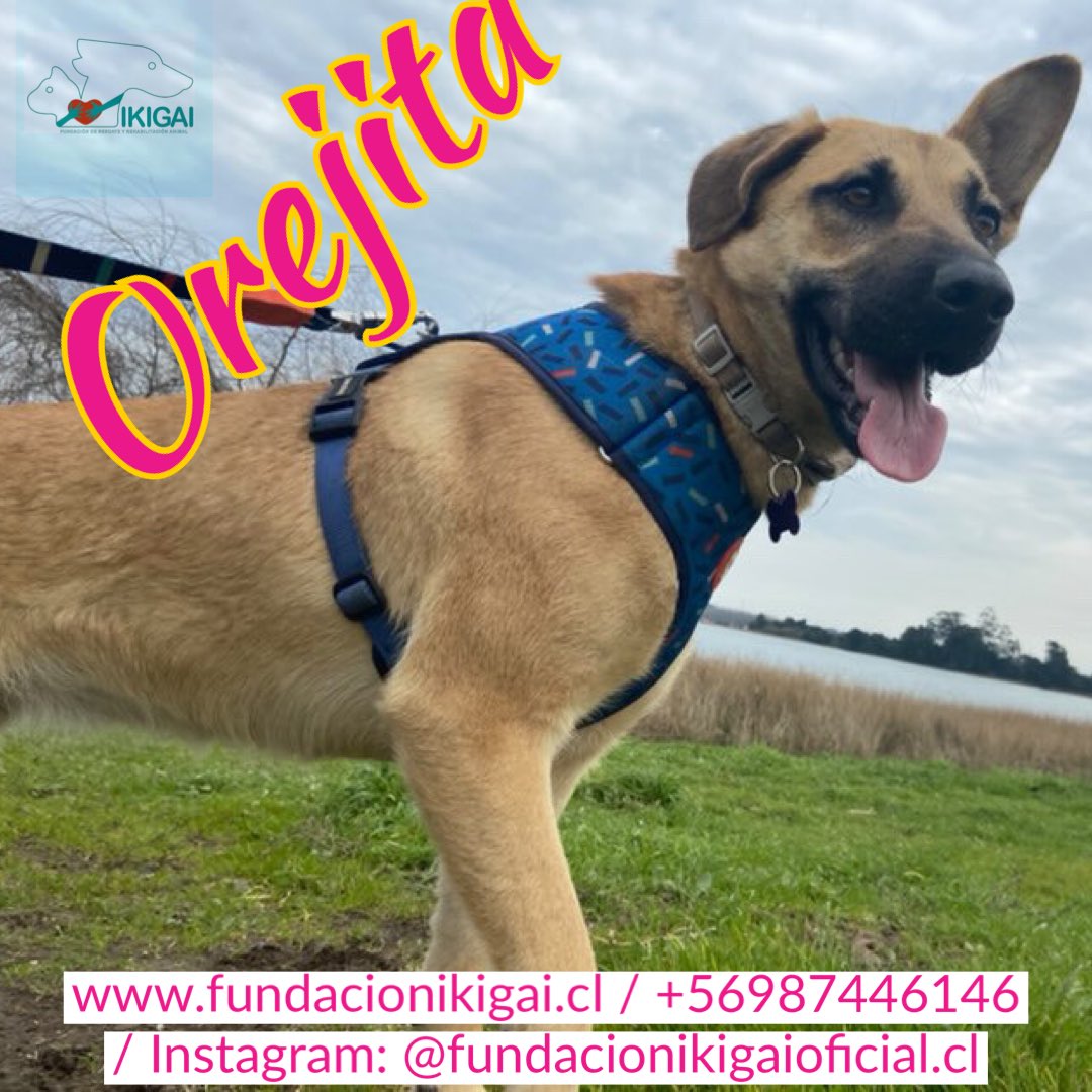 #UnHogarParaOrejita 🐕🐾🥰