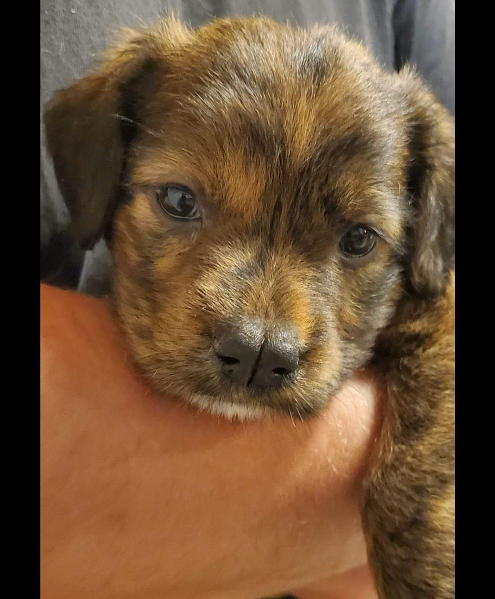 mariadanielayf's tweet photo. Nadie me quere por mi narizzzzz 😭🥺😢‼️
Quedo yo esperando una mami,
Teno 45 a 50 dias,peso 2 kilos, soy juguetona y regalona.fuimos abandonados en quilicura, nos botaron a la calle.
Me adopptass wsp +56981560185 https://t.co/bzzcjgpHUi