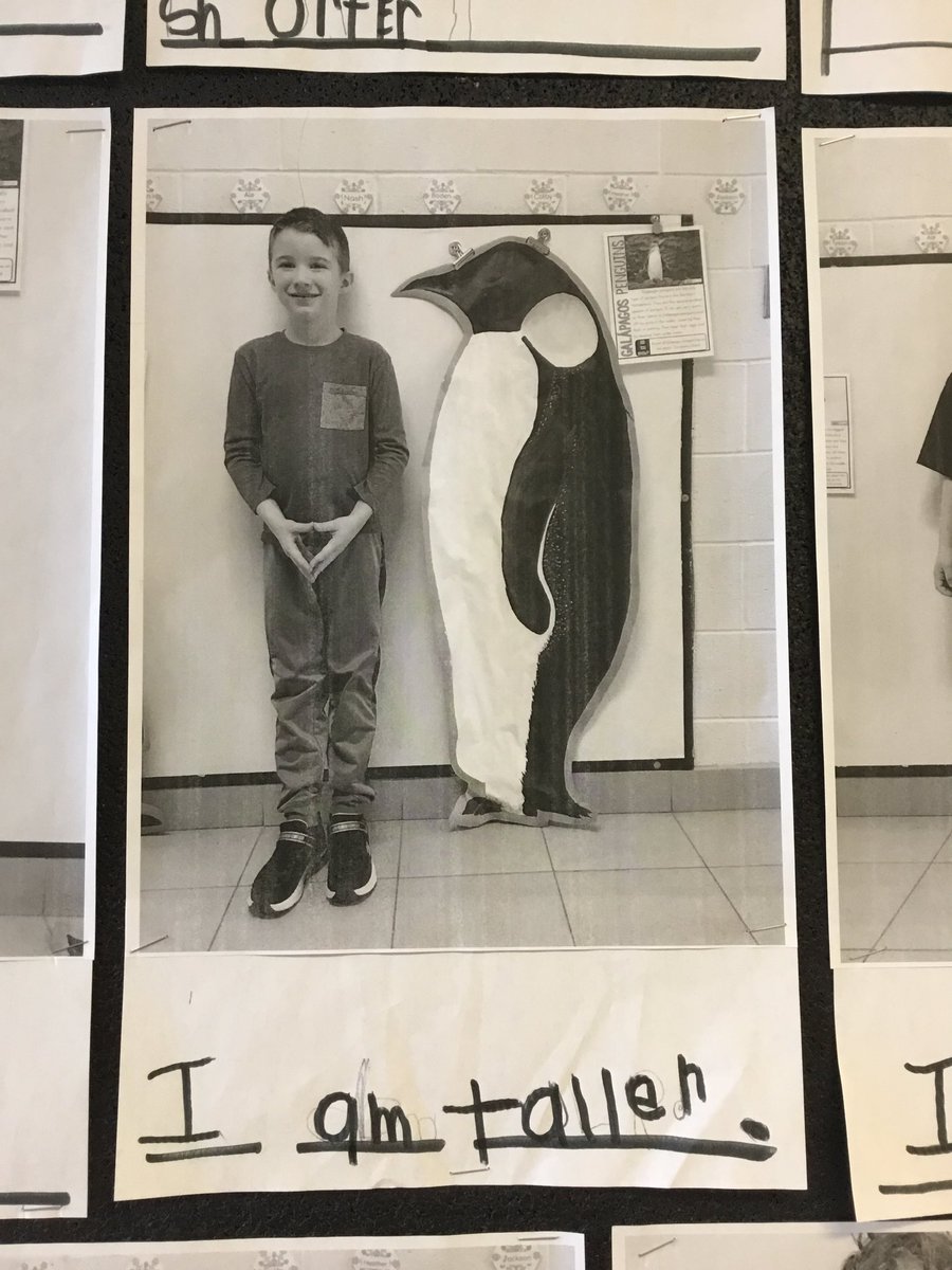 Our interest in polar animals stemmed into an inquiry about Penguins. We wanted to see just how tall these penguins were and decided to compare their height to our own. Check out what we discovered! <a href="/TLDSB_EY/">TLDSB_EY</a> <a href="/tldsb_literacy/">TLDSB Literacy</a> <a href="/monckps/">Monck Public School</a> #measurement #tldsbkteach #Kindergarten