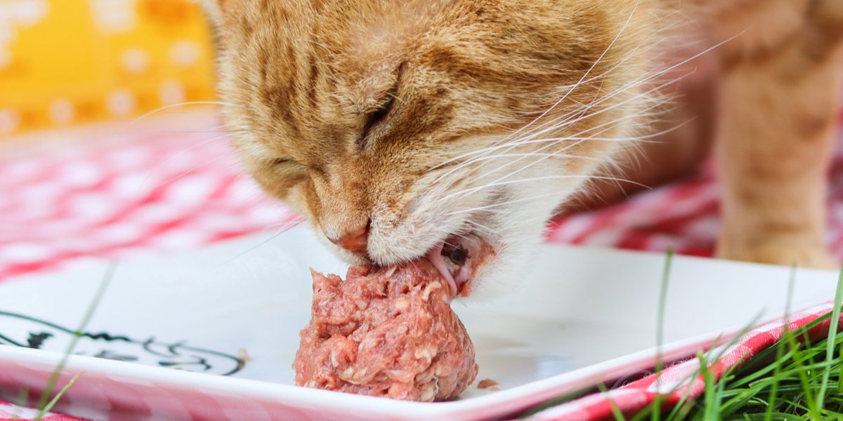 Do you think I can do this in one gulp? 😛

For most, the answer is: absolutely yes 😂💙 However, if you have noticed your pet scarfing down their food at record speeds, it may be time to consider a slow feeder bowl. Read more: instagram.com/poppyspicnic/

#slowfeeding #rawfed #cats