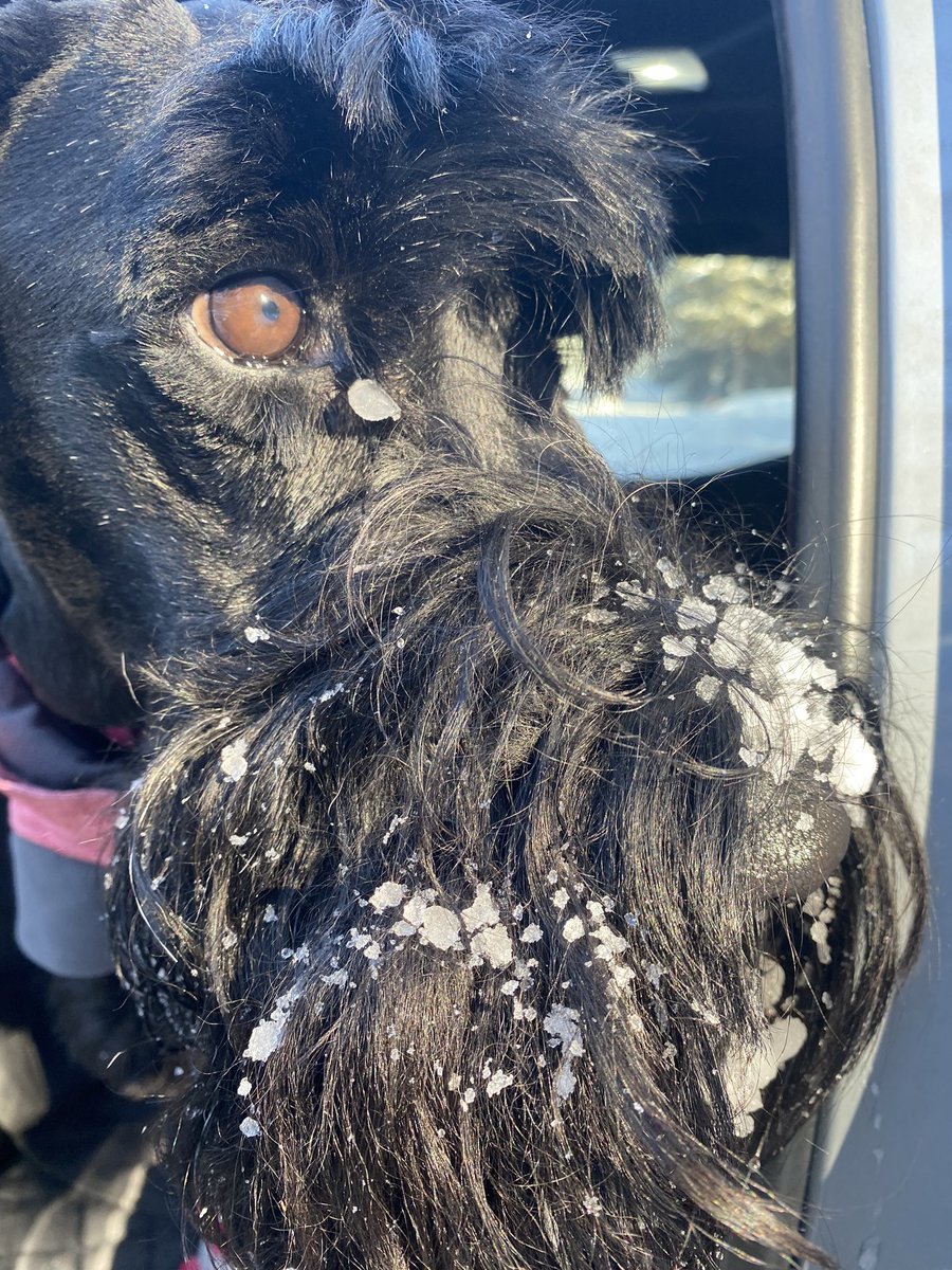 Hopps (@bradhopper14) on Twitter photo When the tears freeze… you it’s cold out …#giantschnauzer #dogsoftwitter #WinterWeather <a href="/KMacTWN/">Kim MacDonald 🌻</a> <a href="/MurphTWN/">Chris Murphy TWN</a> <a href="/weathernetwork/">The Weather Network</a> <a href="/StormWeatherDog/">StormtheWeatherDog</a> When the tears freeze… you it’s cold out …#giantschnauzer #dogsoftwitter #WinterWeather <a href="/KMacTWN/">Kim MacDonald 🌻</a> <a href="/MurphTWN/">Chris Murphy TWN</a> <a href="/weathernetwork/">The Weather Network</a> <a href="/StormWeatherDog/">StormtheWeatherDog</a>