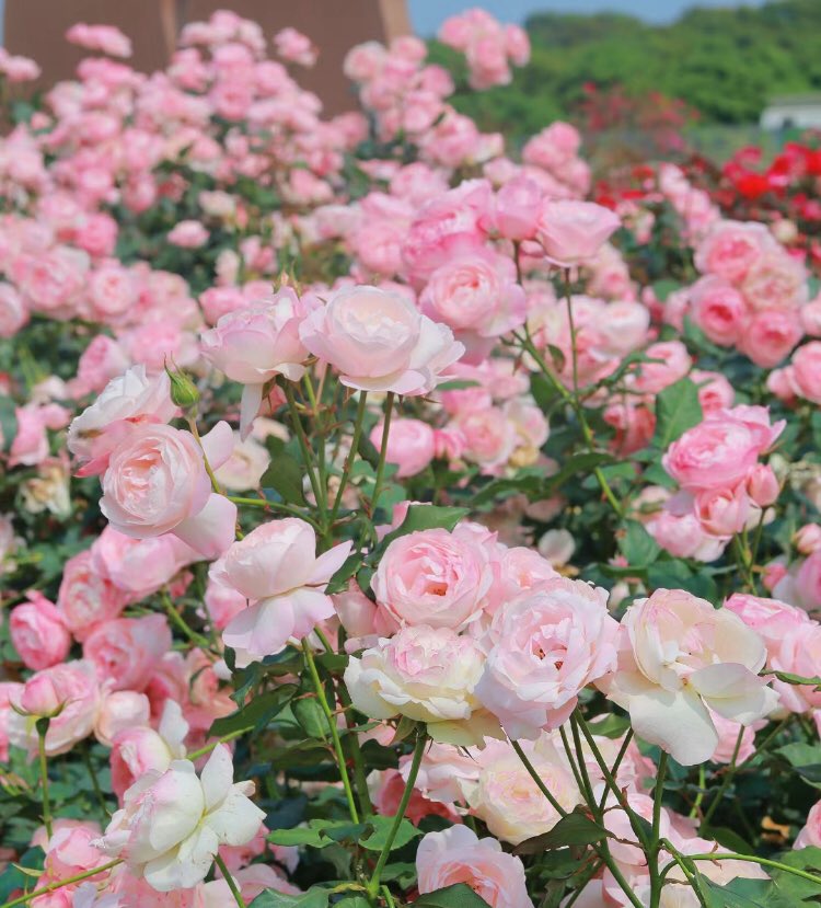 piinkibun's tweet photo. pink roses <3 https://t.co/Ro6sDUTq48