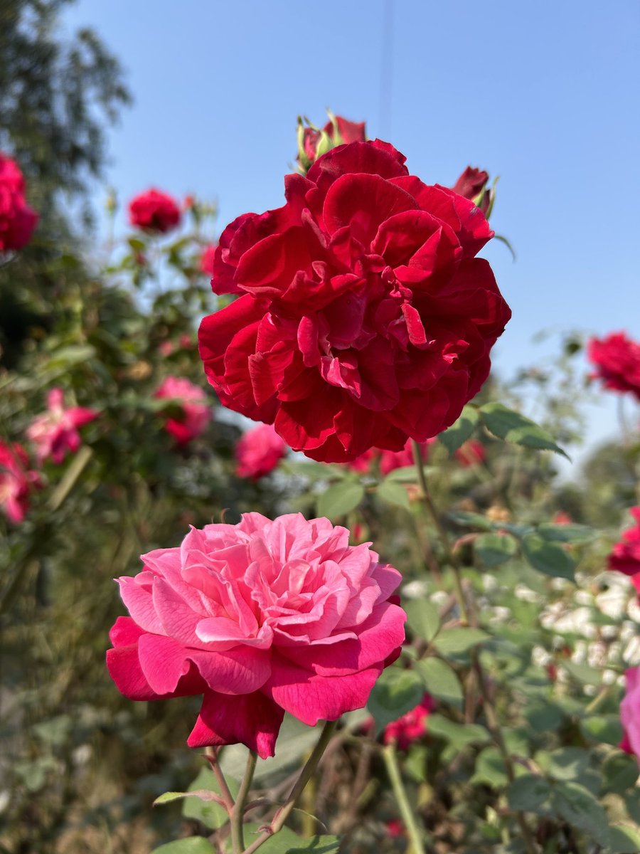 i_m_javed's tweet image. Why I am so happy ?
#BestVersion 
#Enthusiasm 
#BlessedFeeling 
#Gr8Luck
#PleasantSurprize
#ThankingUniverse
#Thanks
#ajs1729 
#Rose 
#WritingCommunity 
#thursdayvibes