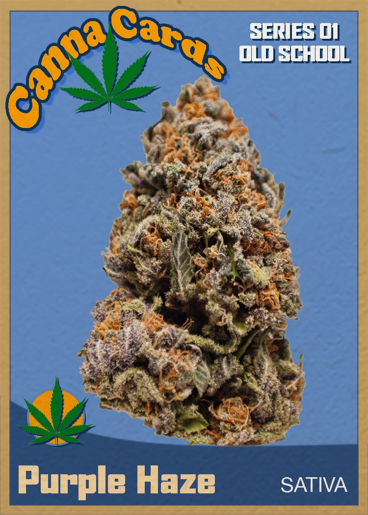CannaCardsNFTs's tweet image. Did you know that Haze is a parent strain to many popular hybrids, including Super Silver Haze and Lemon Haze? 
What&apos;s your favorite Haze cross? 
Don&apos;t miss out on the Haze NFT card! 

#CannabisCulture #NFTAddict #Haze #HybridStrain