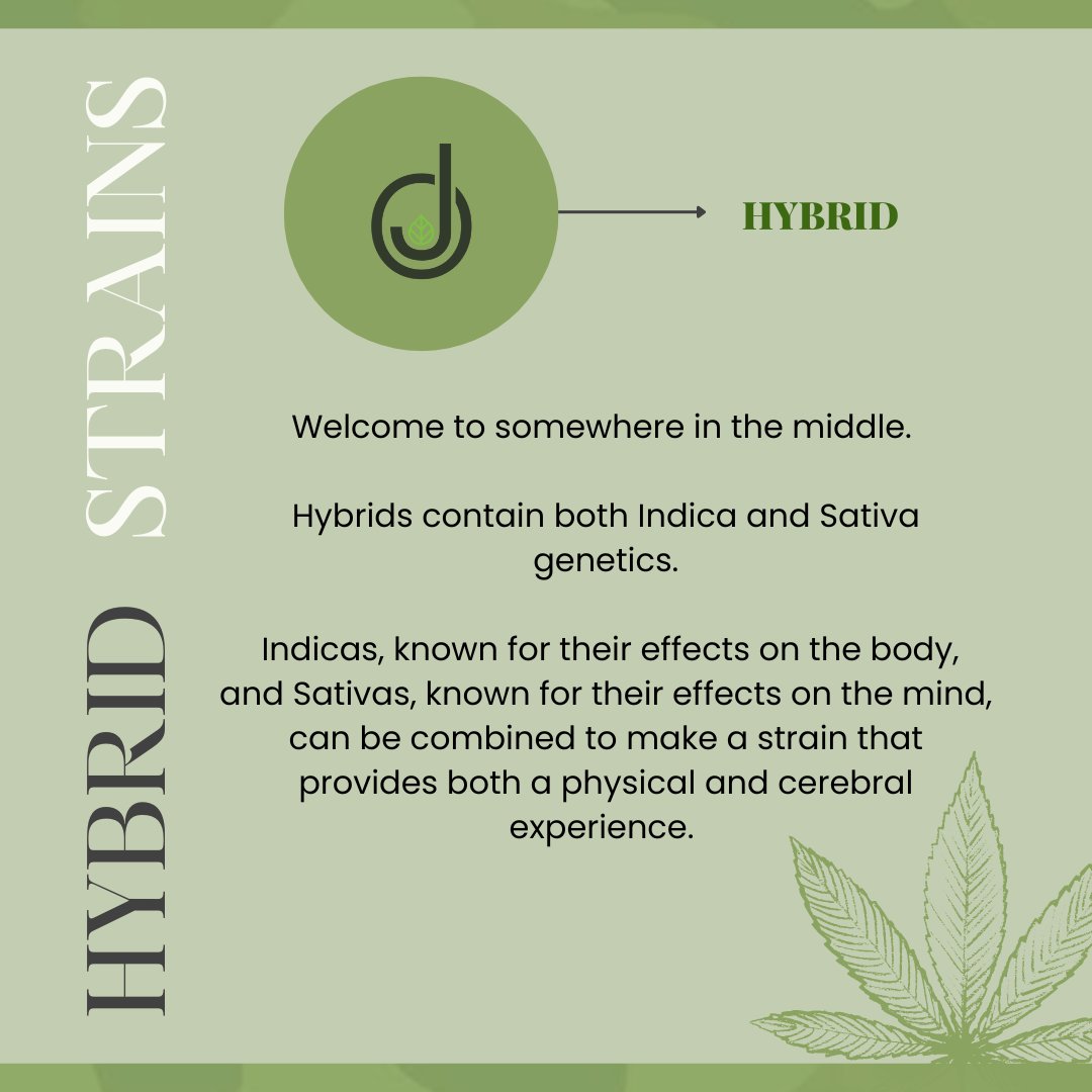 What's your vibe? 
Learn about the different #cannabisstrains with us: jointoperations.com

#Cannabiseducation