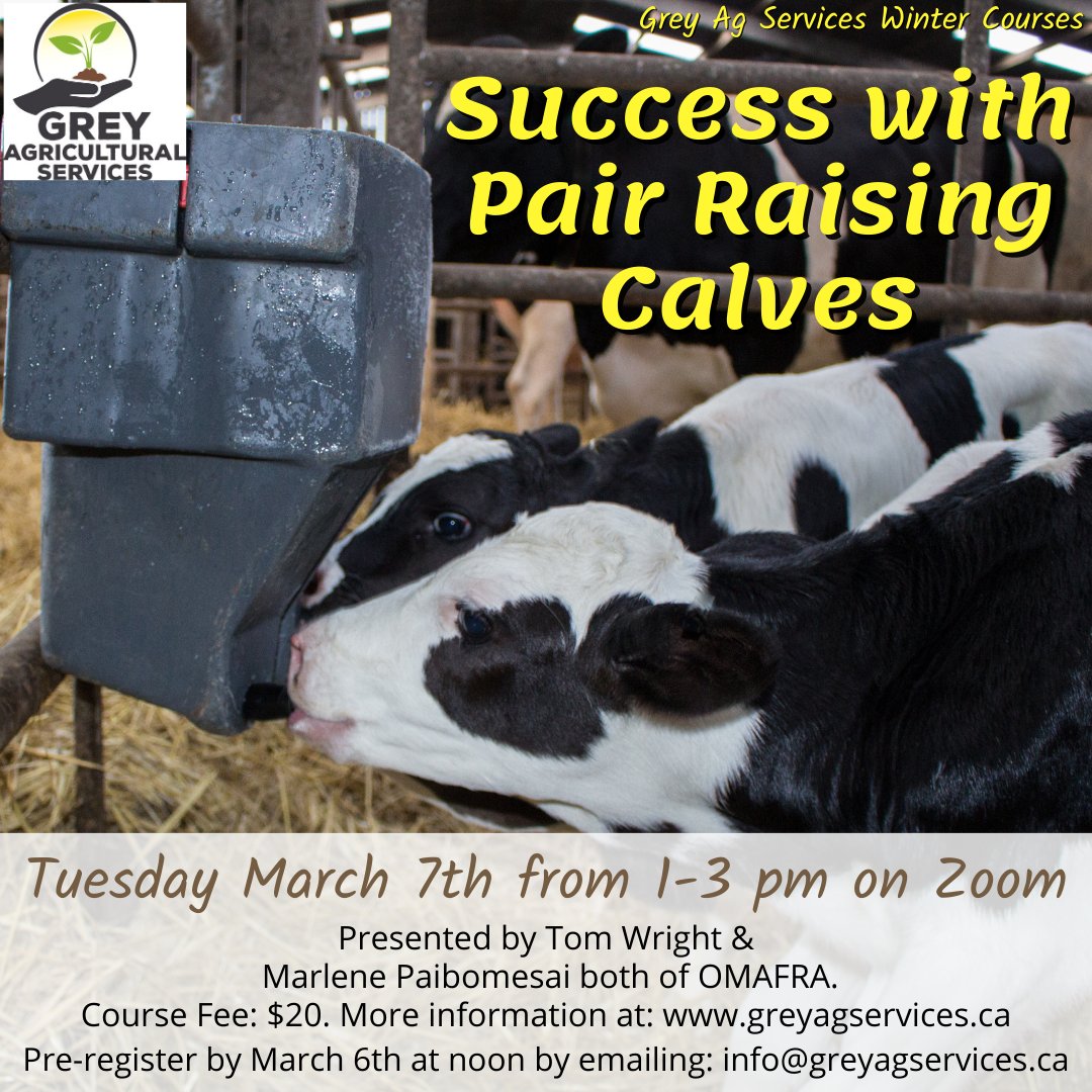 GBFarmersWeek's tweet photo. #GreyAg #WinterCourse - Success with Pair Raising Calves. Calling all dairy producers to join this webinar with @dairytastic &amp; @Feedlandontario Mar 7, 1-3. Register- info@greyagservices.ca/519-986-3756 by Mar 6 at noon. @OntarioDairy  
#ontag #Farm365 #Dairy https://t.co/snplyiyu2k