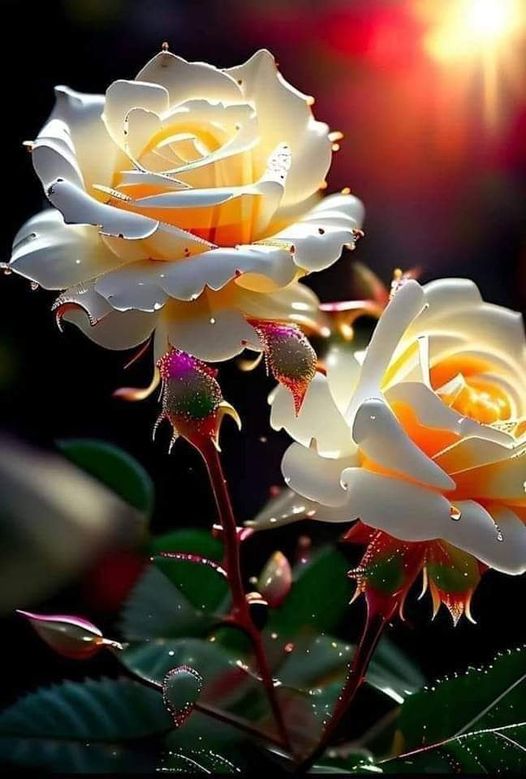 Anna88_NY's tweet photo. Love every day https://t.co/j40ufRuBLf