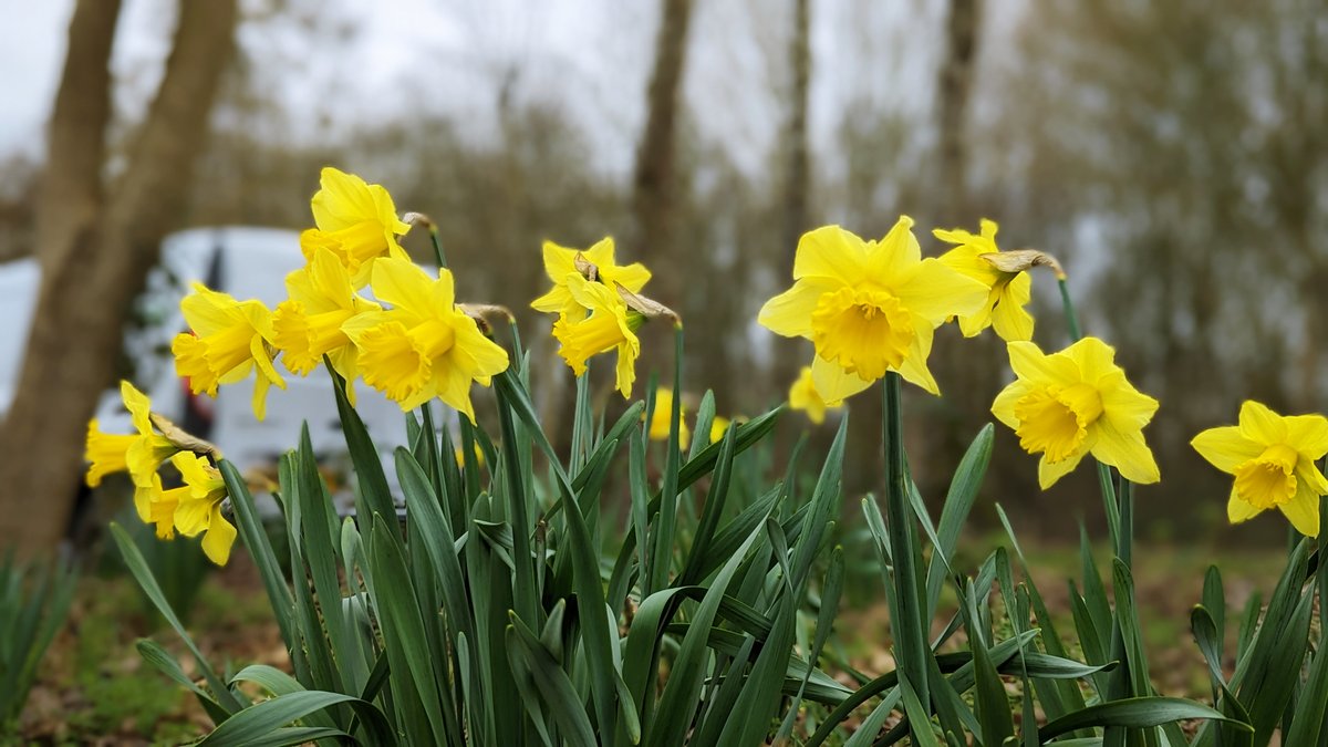 Rare Ltd. on Twitter: 