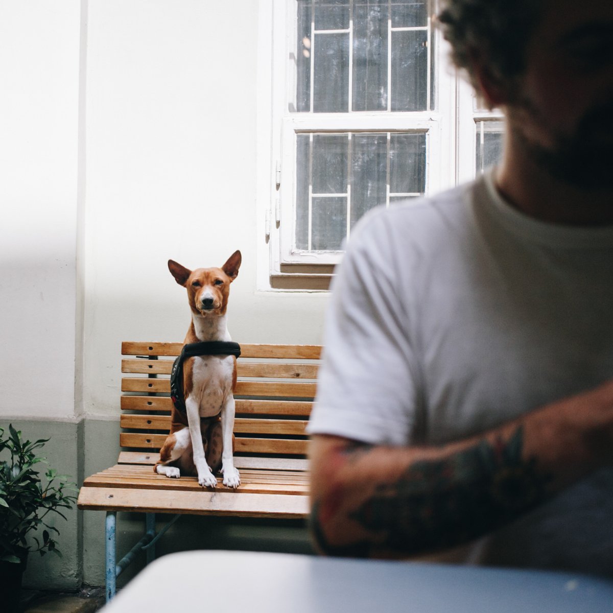 Más de la mitad de personas en el mundo conviven con un animal 🤯
Según un estudio de Growth from Knowledge, el 33% de los petmates a nivel global comparten su casa con un perro, mientras que los gatos constituyen un 23% de los animales de compañía. 
#pettech #bienestaranimal