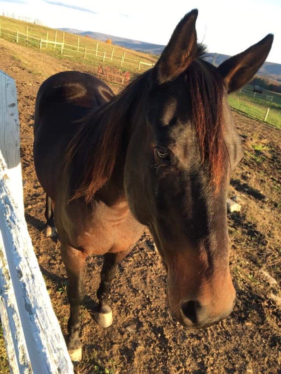 chnlx_'s tweet photo. @FRUIITLINS late but may i offer... horse https://t.co/JgE7s3BiJ6