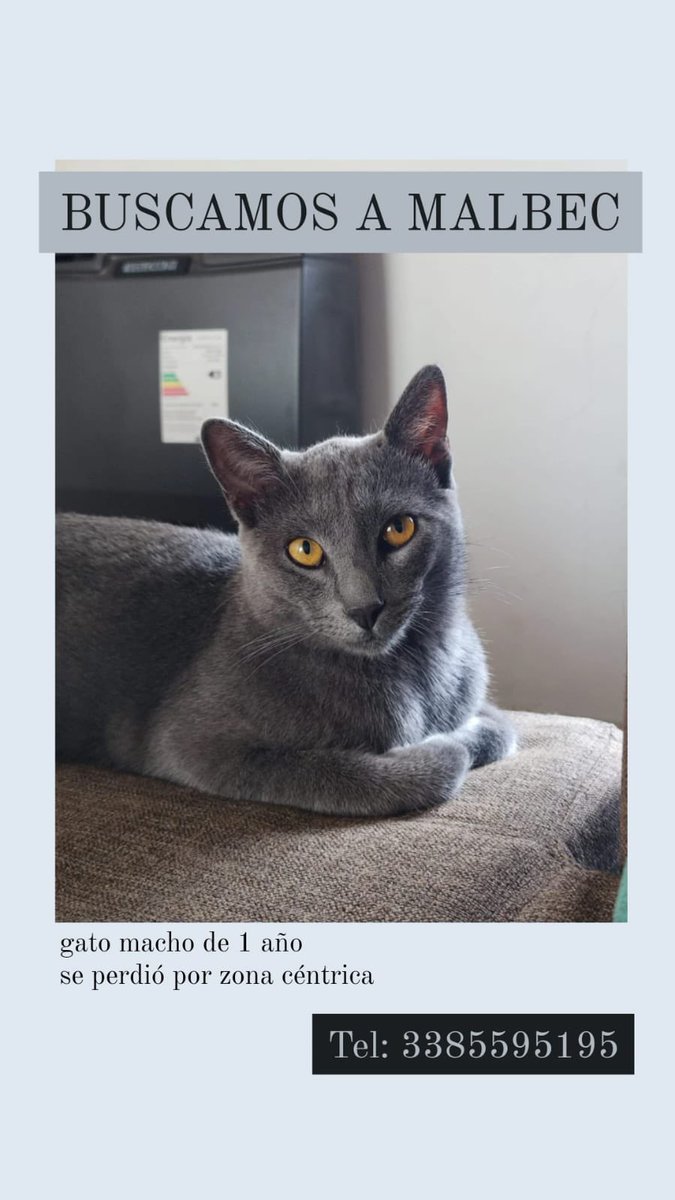 aguspappano's tweet photo. Holis se perdió mi gatito y sino aparece les voy a empapelar hasta el patio de versus así que por su bien ayúdenme a encontrarlo. https://t.co/SFrkJPLzpy