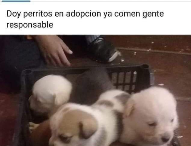 Personas responsables, tengan cuidado con estos perritos. ¡Buen día!