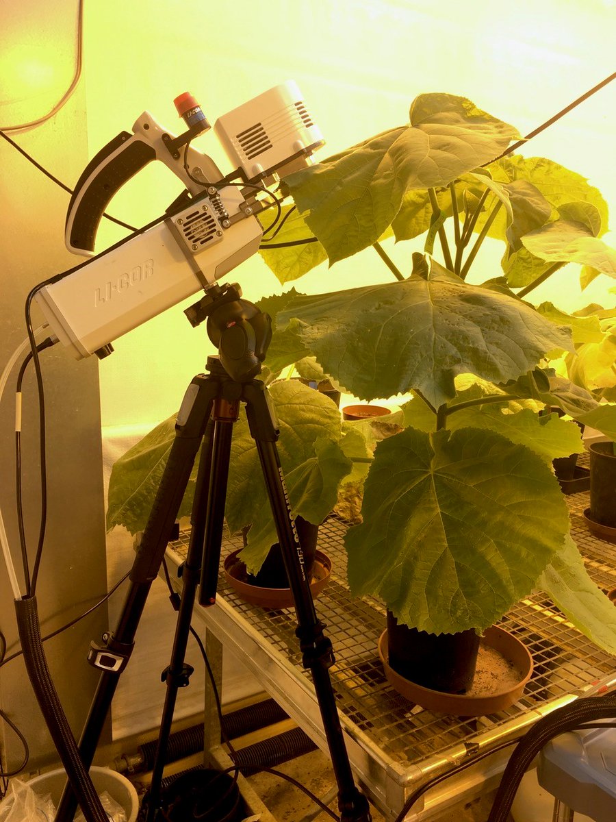 Plants People Planet π±π₯π (@plantspplplanet) on Twitter photo C4 trees are attractive for biomass production and carbon sequestration, but the link with Paulownia is lacking in evidence - an example of poor citation practices leading to the spread of misinformation.
π ow.ly/x3b950MZA7T
@Marj_Lundgren <a href="/jeunesophie/">Sophie Young is on bsky πβ</a> <a href="/LancsPhotosynth/">Lancaster Photosynthesis Group</a> C4 trees are attractive for biomass production and carbon sequestration, but the link with Paulownia is lacking in evidence - an example of poor citation practices leading to the spread of misinformation.
π ow.ly/x3b950MZA7T
@Marj_Lundgren <a href="/jeunesophie/">Sophie Young is on bsky πβ</a> <a href="/LancsPhotosynth/">Lancaster Photosynthesis Group</a>