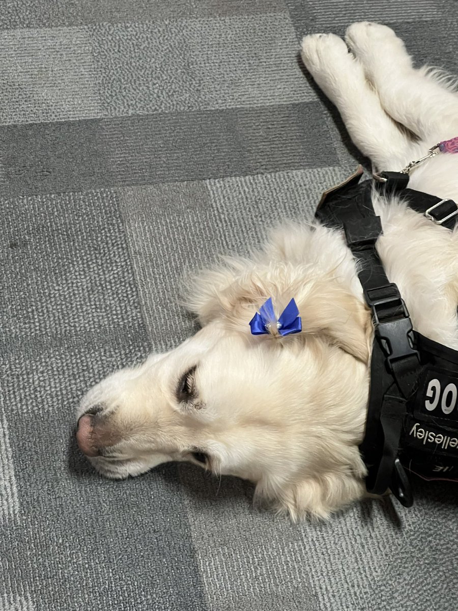 WCVB's tweet photo. Please hold all news until petting is complete. https://t.co/nUbtpxQuJi