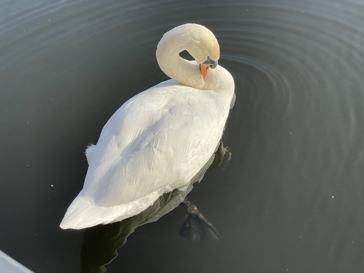 Stopped for a coffee <a href="/visitBrockholes/">Brockholes</a> and got a welcome from a resident