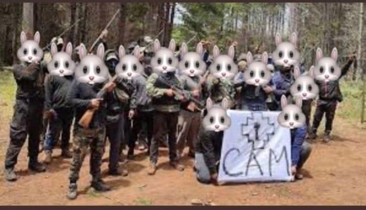 jothocam's tweet photo. @ElNacional_CL Los conejitos !! https://t.co/endbBdiGLR